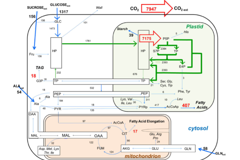 MFA Flux Map